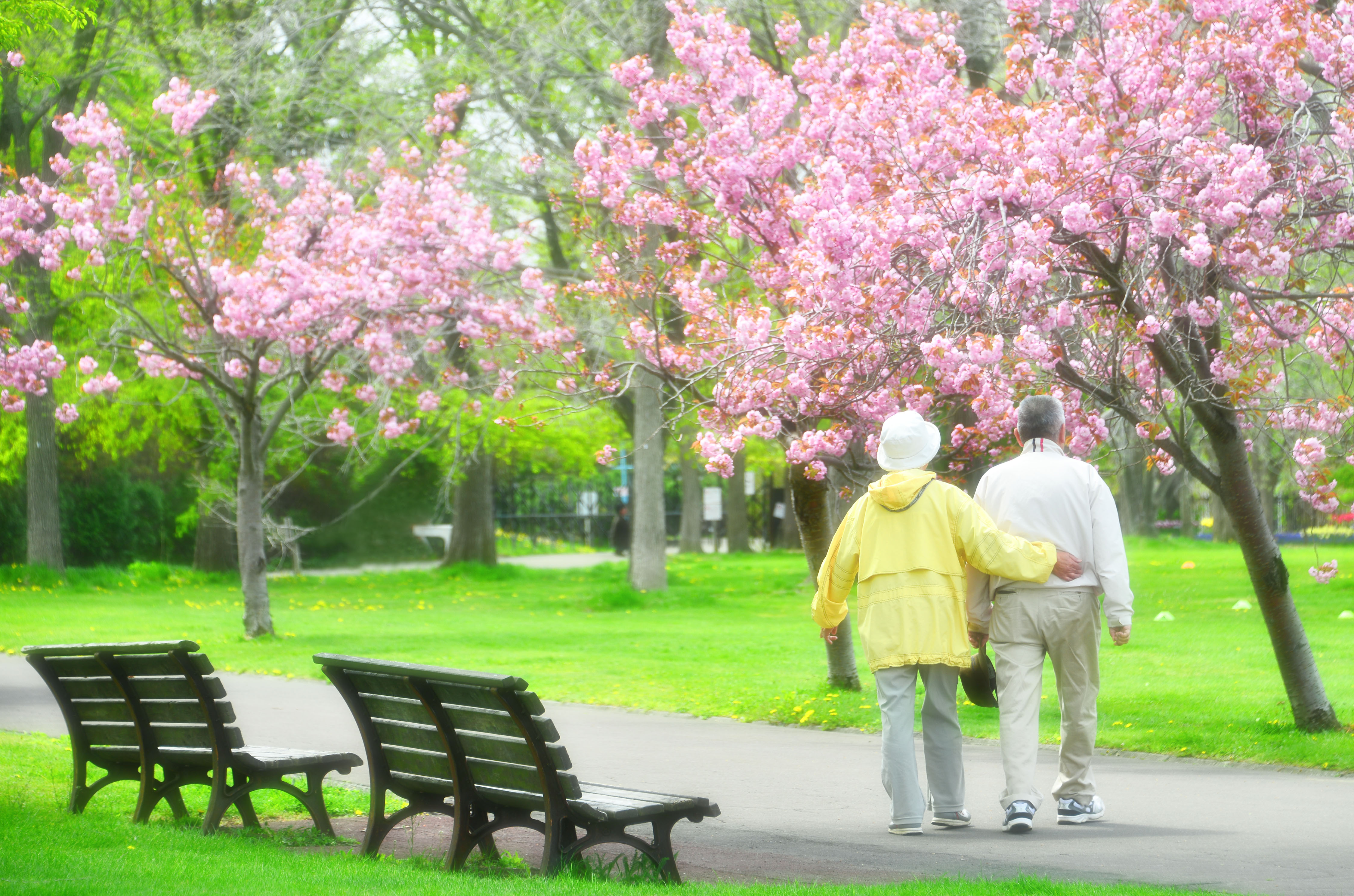 桜と老夫婦